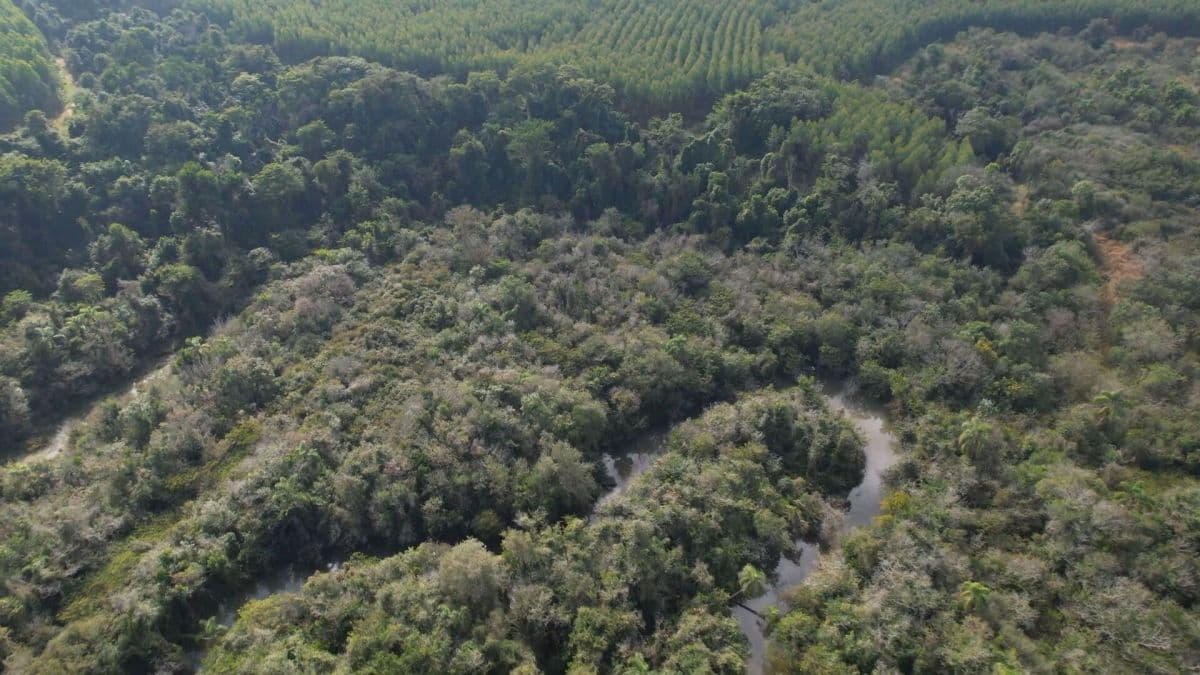 Desmatamento na Mata Atlântica atinge menor nível desde 1985