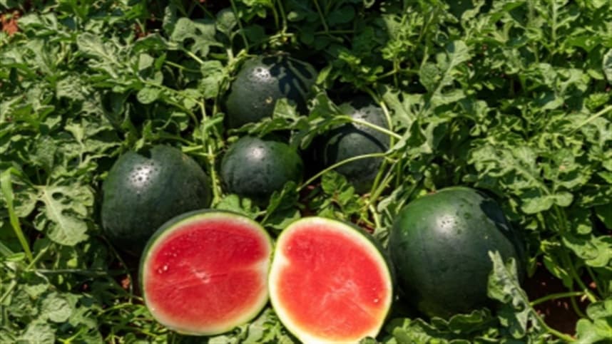 Melancia sem sementes: a estrela da Fruit Attraction Brasil