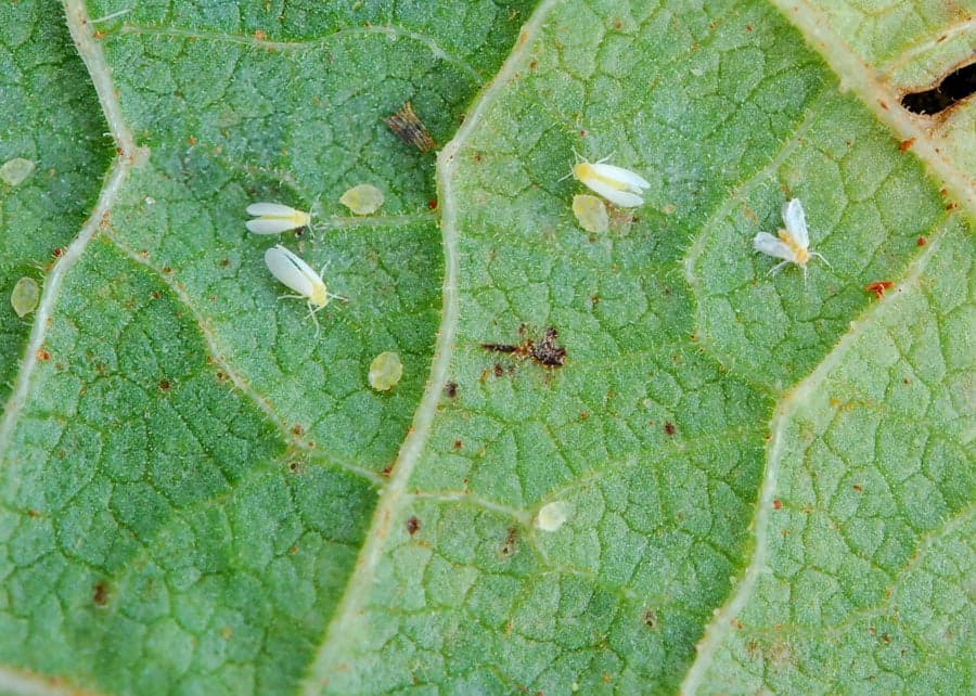 Atenção na Soja: Mosca-Branca Pode Reduzir Produtividade na Safra 2026/27
