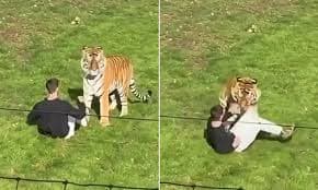 Tragédia no zoológico: tigre da Inglaterra causa luto após incidente