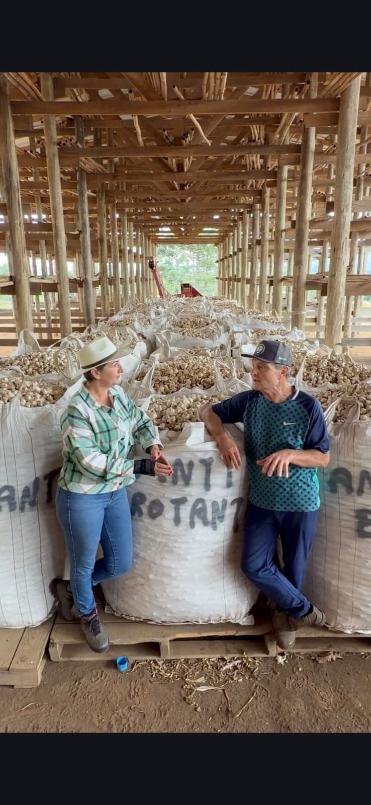 Produtores brasileiros de alho pedem proteção contra importações baratas