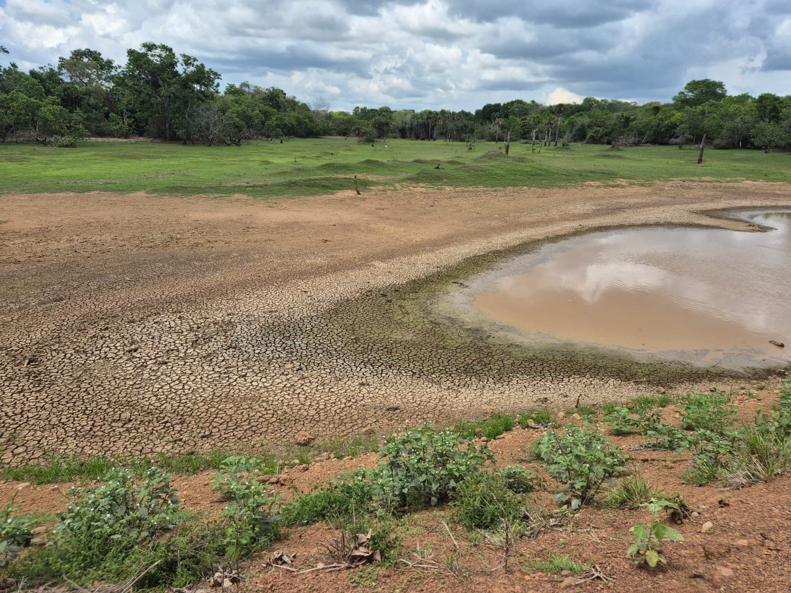 Agronegócio brasileiro enfrenta desafios climáticos e geopolíticos