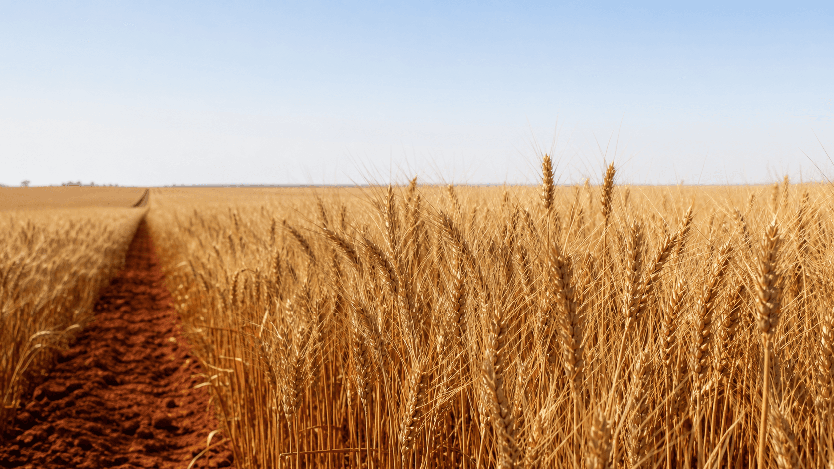 Brasil enfrenta crise de trigo com redução na área de cultivo