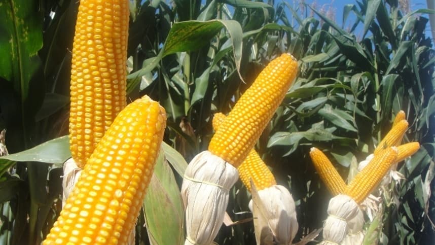 Broca-da-cana assola cultivos de milho e afeta produtividade