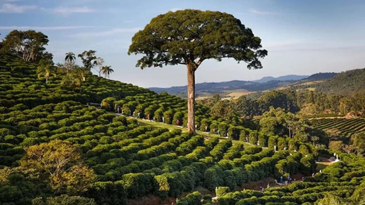 Cooxupé inicia venda de créditos de carbono no Brasil