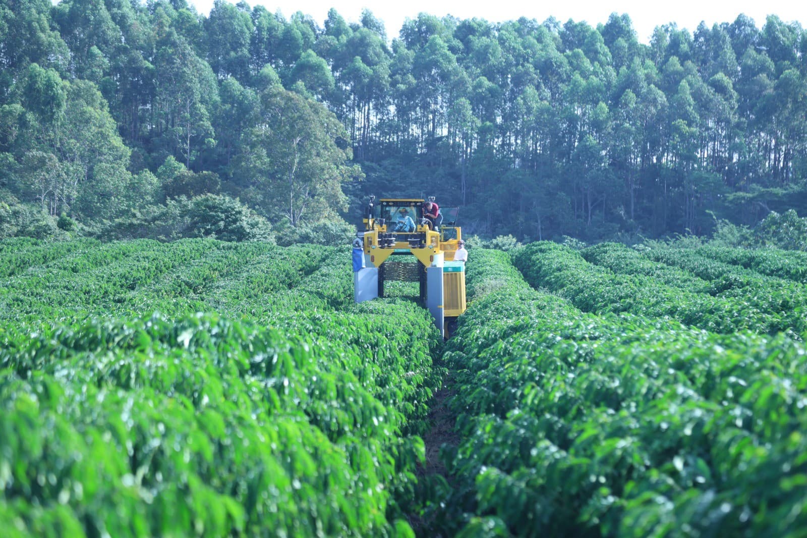 Nestlé avança em café sustentável com 53% da produção regenerativa