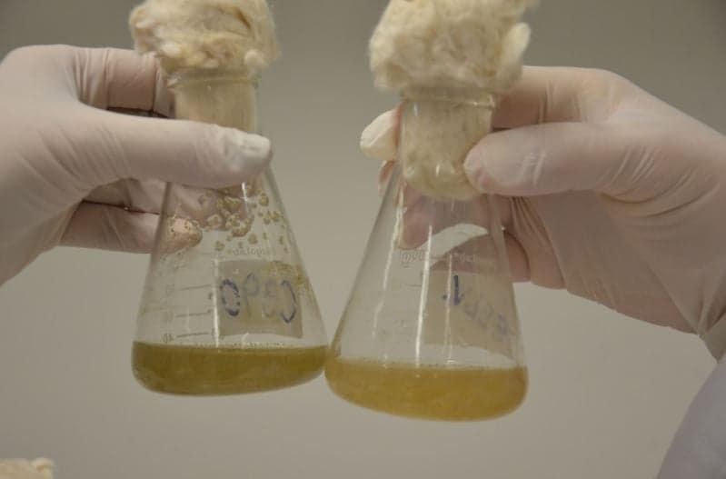 Bioinsumos: Regulamentação é crucial para o agronegócio