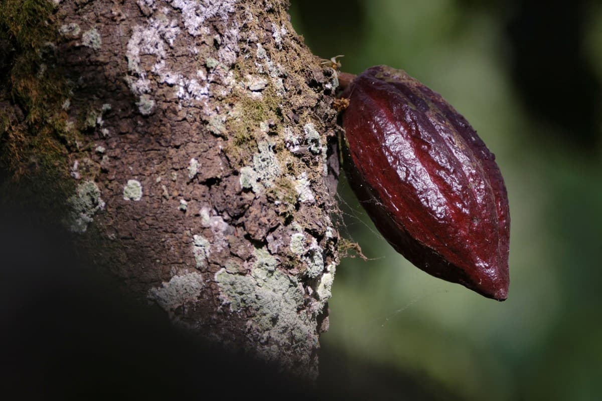 Cacau cai com aumento de exportações na Costa do Marfim e Nigéria