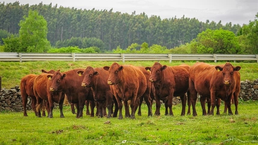 Benefícios do plantio de árvores no pasto para o ganho de peso dos bovinos