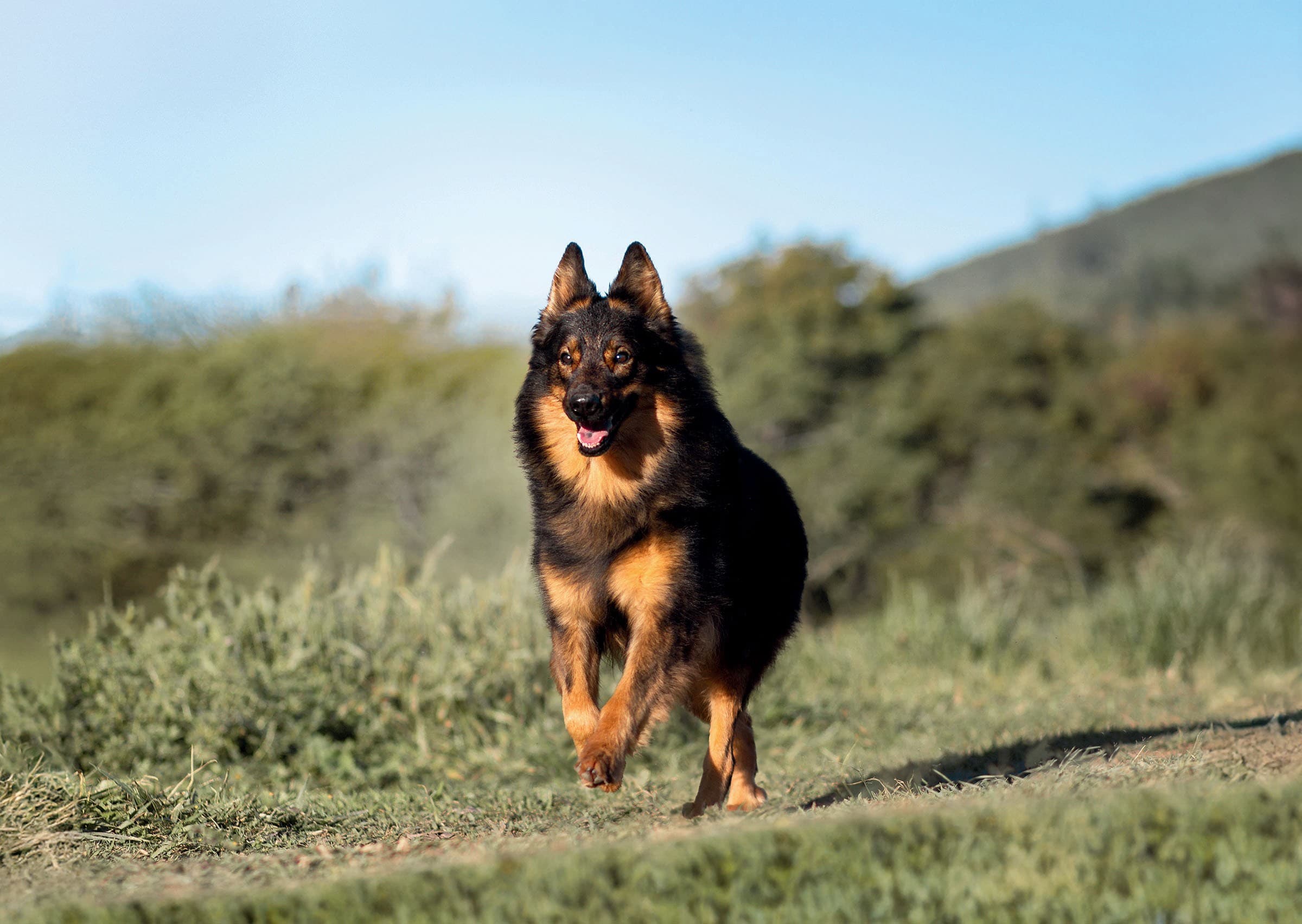 Pastor-da-Mantiqueira: cão ideal para campo e cidade