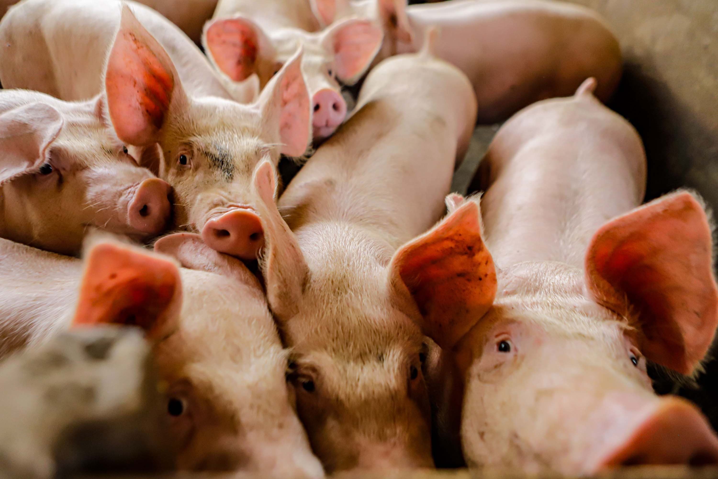Preços da carne suína e do suíno vivo sobem em setembro, diz Cepea