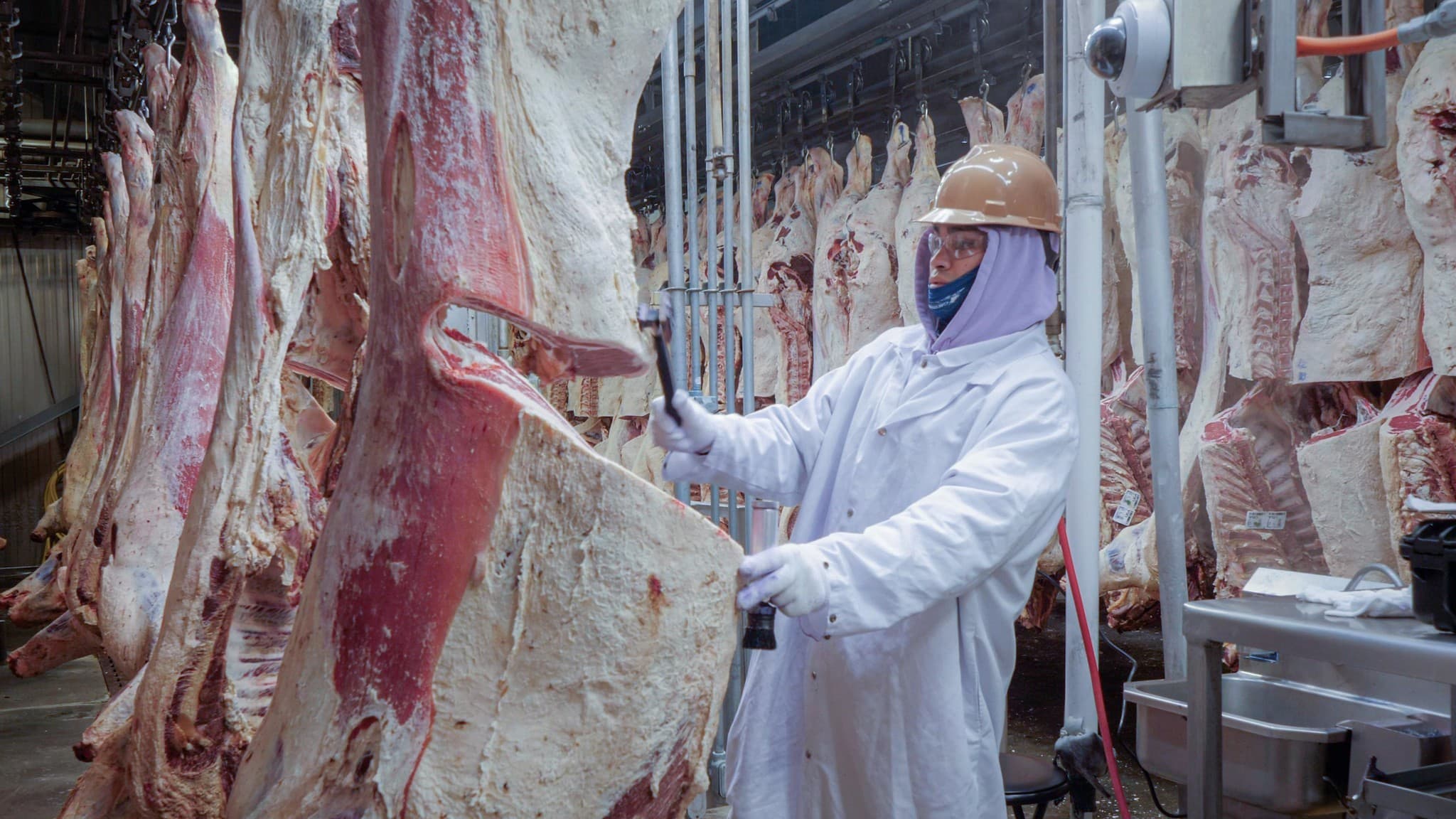 Operações do ICE afetam cadeia de fornecimento de carne bovina nos EUA