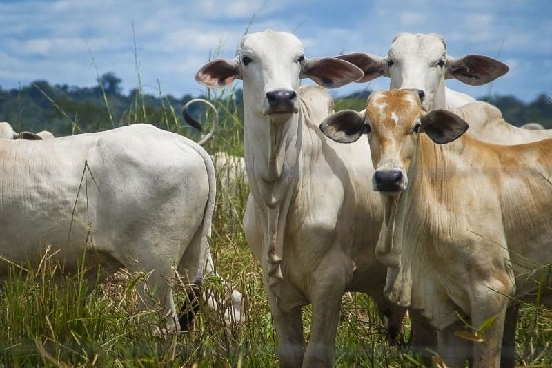 6ª Edição do Fórum Pecuária Brasil Reuni Pecuaristas em São Paulo