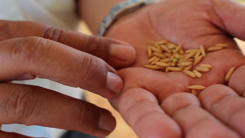 Preço do arroz no RS mantém-se alto, mas rentabilidade é insuficiente