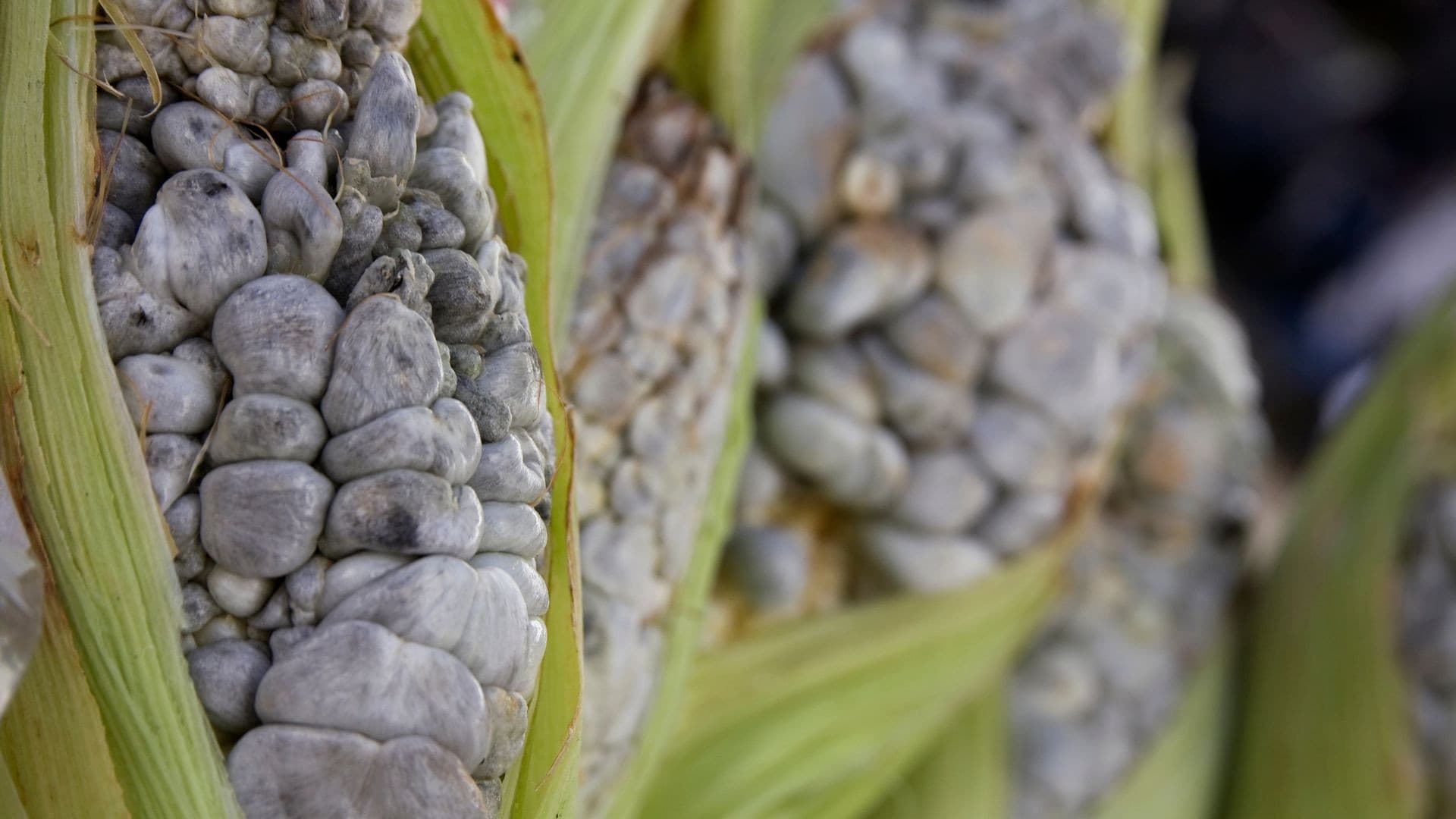 Huitlacoche: a iguaria mexicana que é prejuízo no Brasil