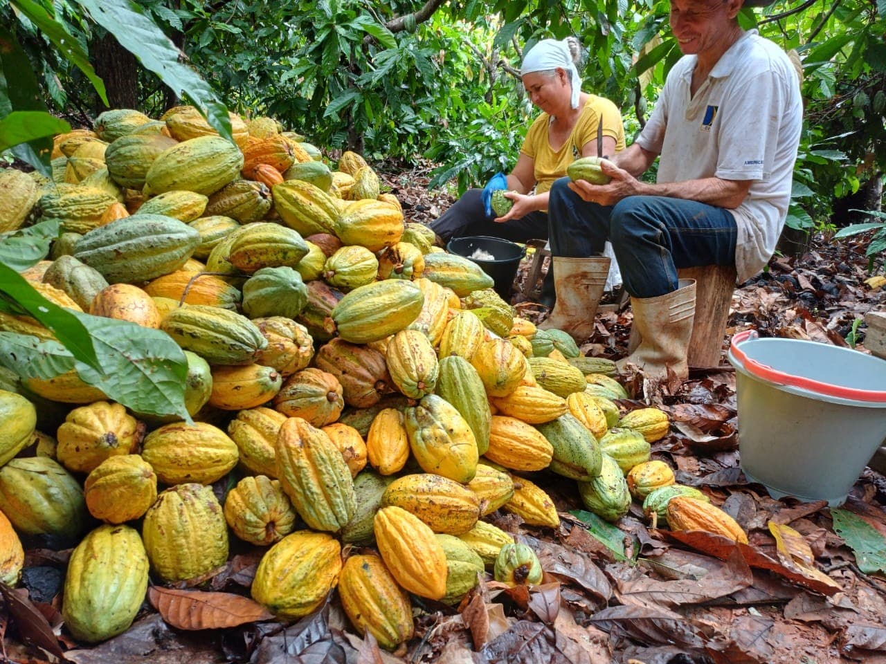 Cacau dispara em NY com clima desfavorável e cobertura de posições