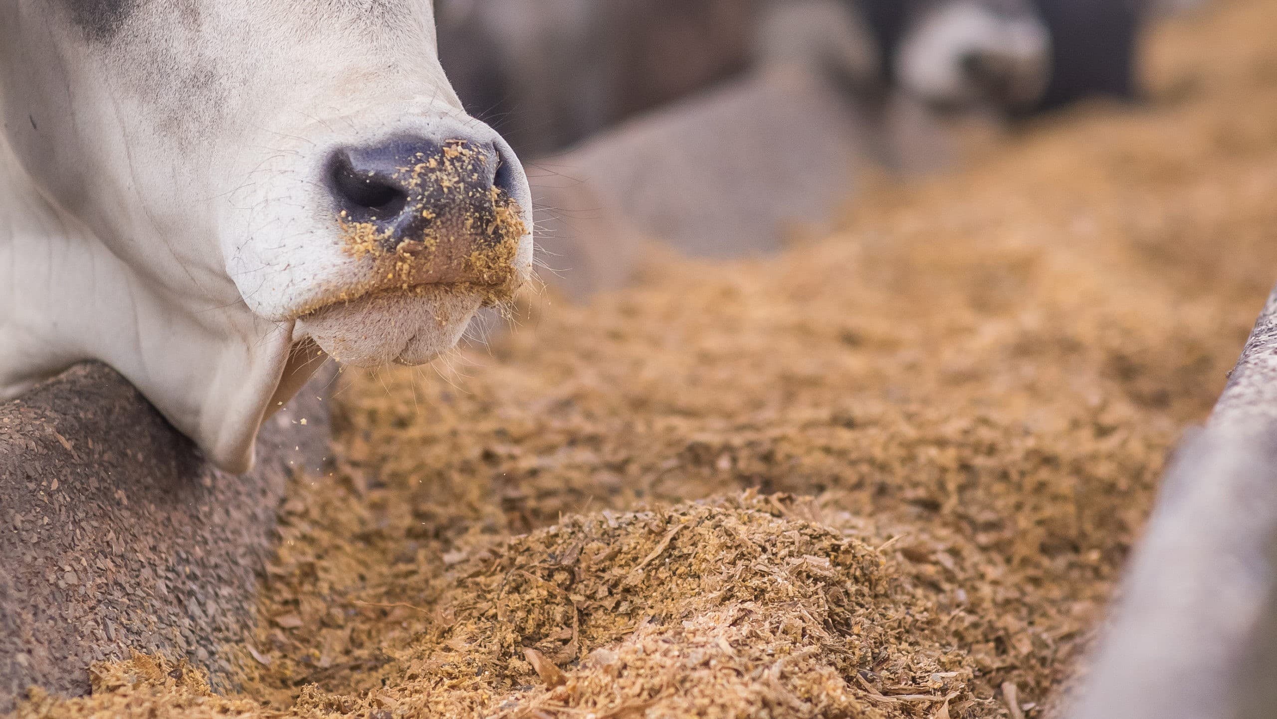 Estudo revela transformação da alimentação animal no Brasil com biocombustíveis