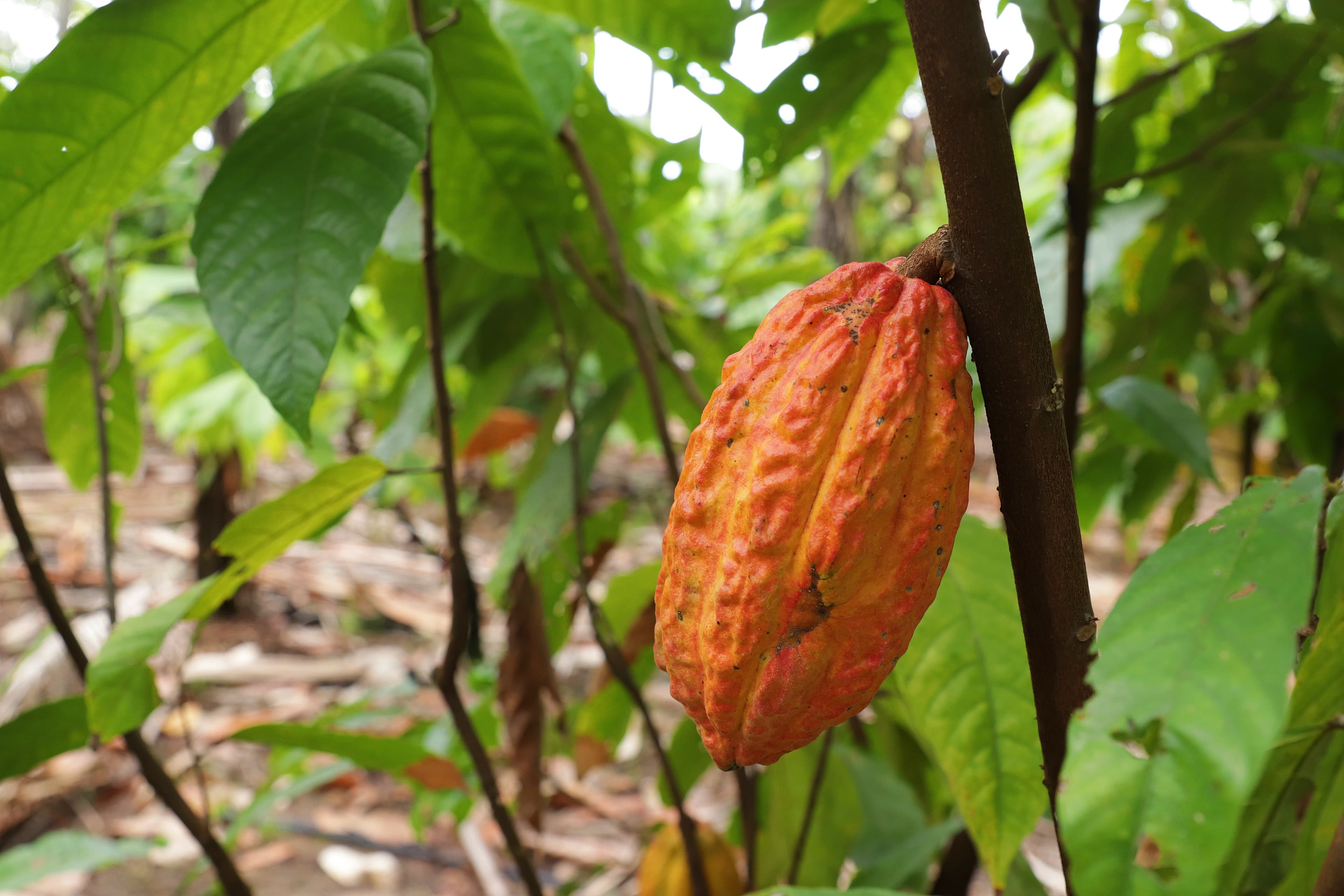 BNDES aprova R$ 250 milhões para projeto agroflorestal da Belterra