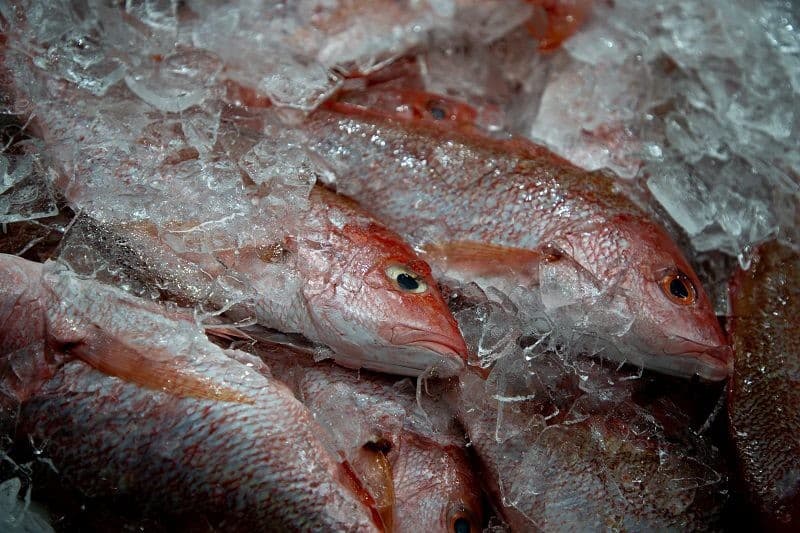Comércio de produtos pesqueiros cresce 0,7% e atinge US$ 184 bi em 2024