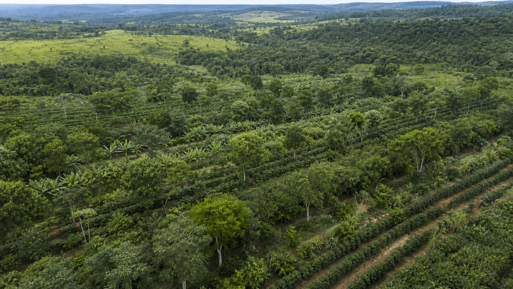 Câmara dos Deputados aprova Política Nacional de Sistemas Agroflorestais
