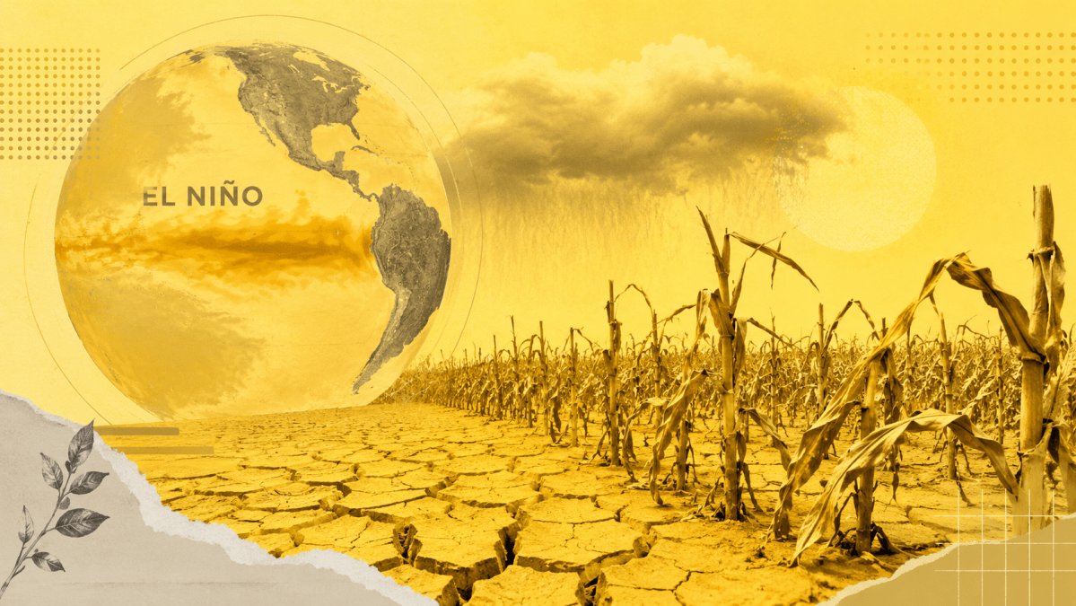 El Niño pode impactar produção agrícola e pecuária no Brasil