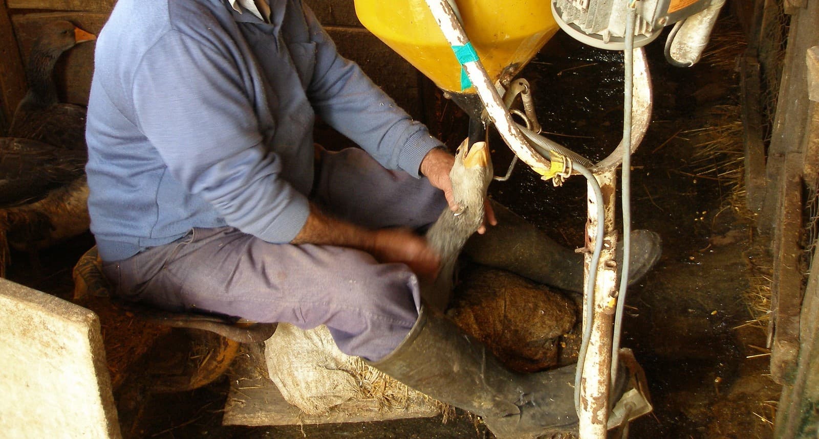 Brasil proíbe foie gras e se torna segundo país a banir a prática