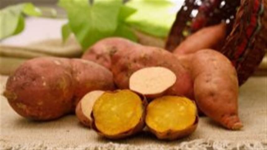 Hortitec 2026 traz inovações para enfrentar desafios da hortifruticultura