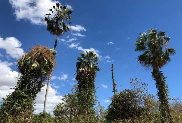 Planta invasora compromete produção no Nordeste e reúne especialistas