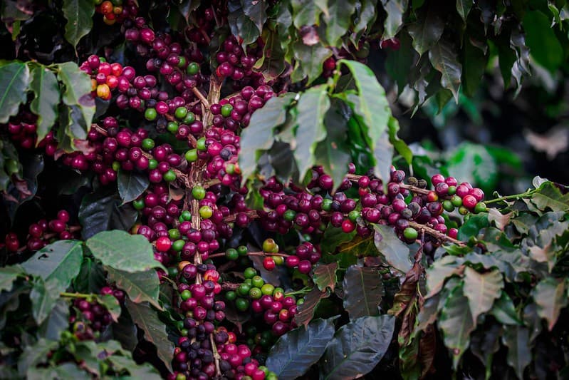Café arábica em alta impulsionado por colheita atrasada no Brasil