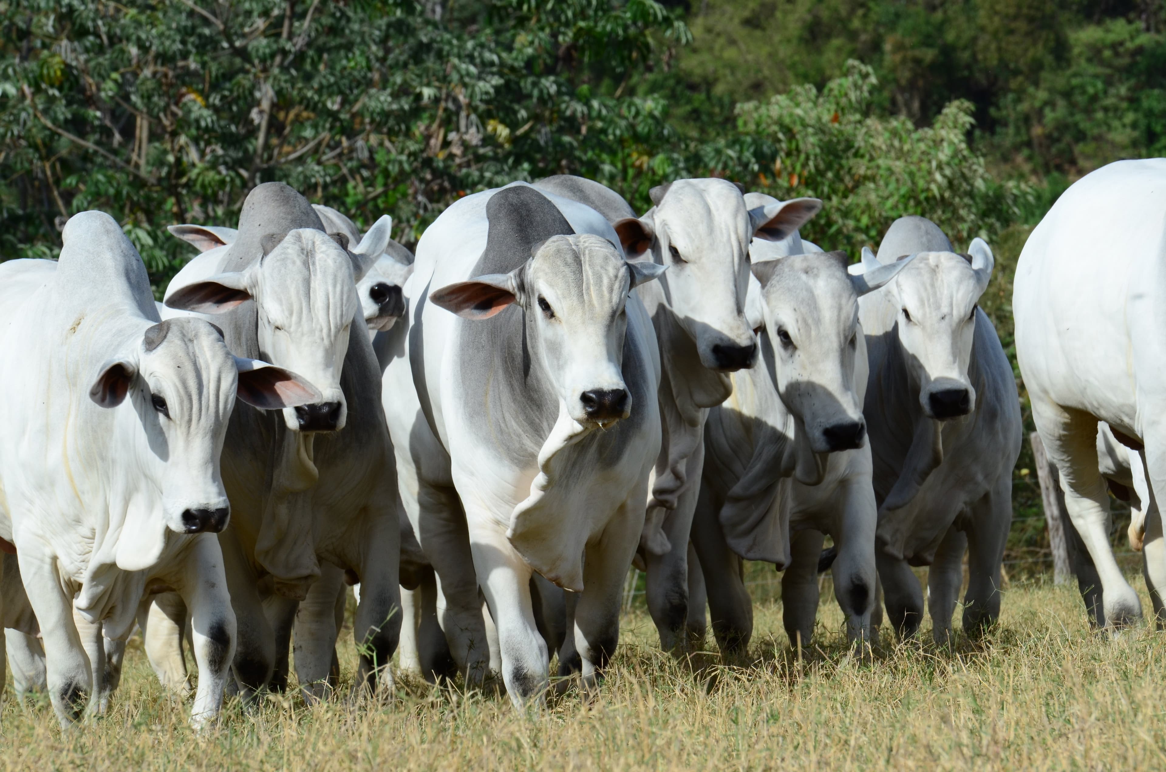 Brasil deve quase esgotar cota de carne bovina para a China