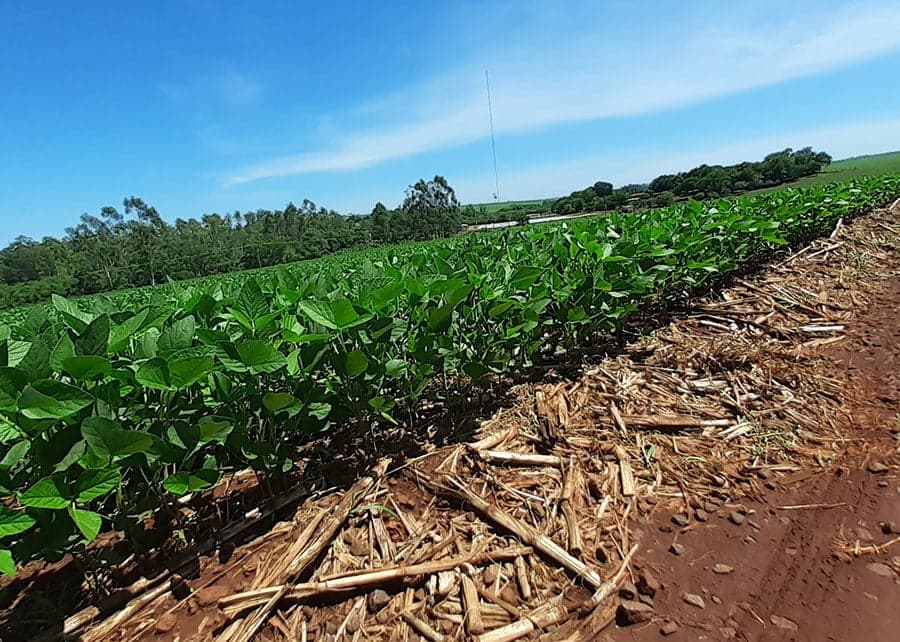 El Niño eleva riscos para produção de soja no Brasil em 2026