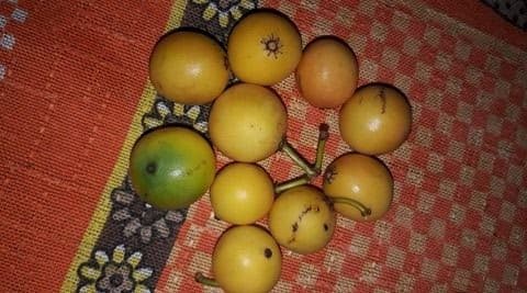 Descubra a fruta que surpreendeu leitor da Globo Rural