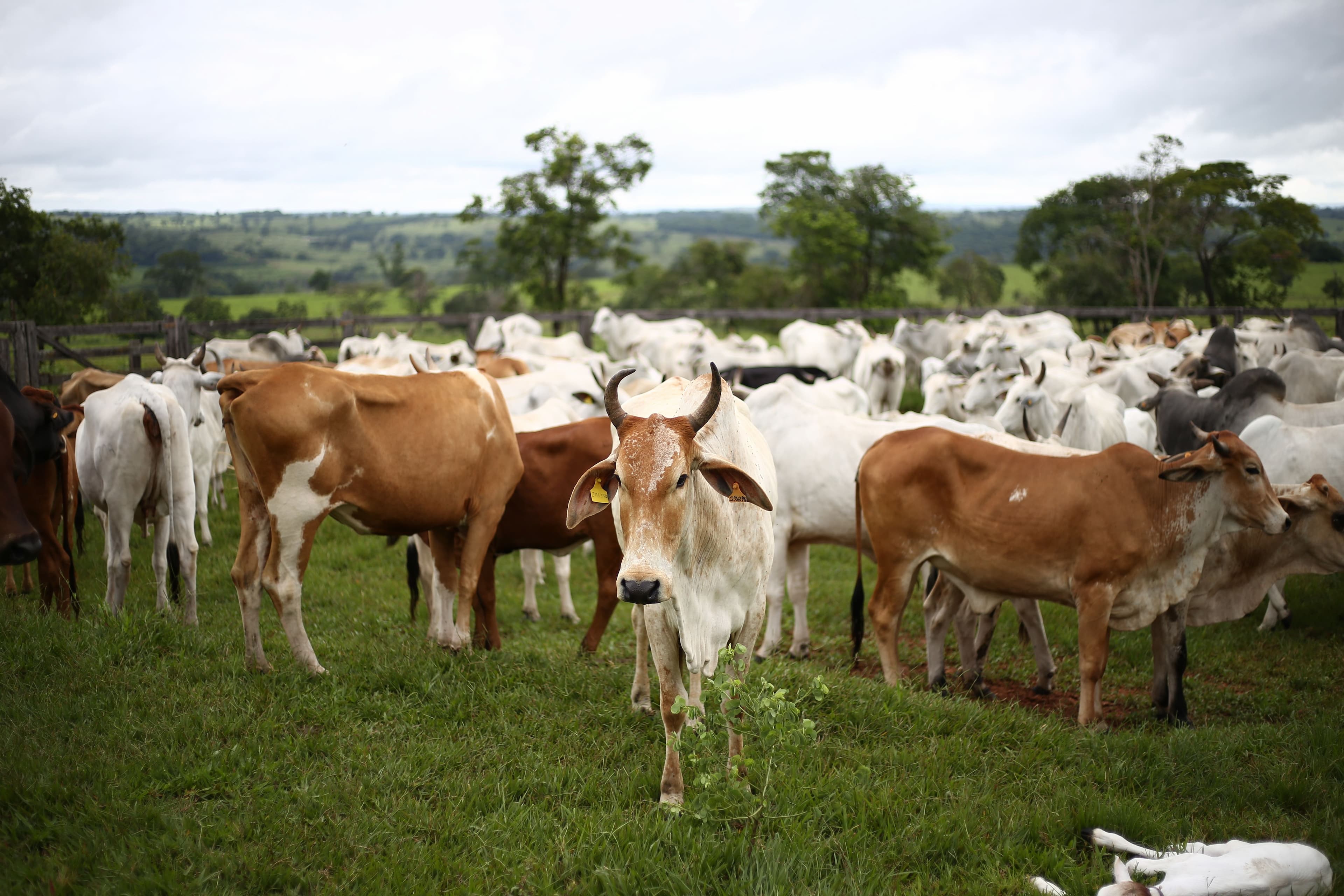 Frente fria afeta gado em Mato Grosso do Sul com 83 mortes