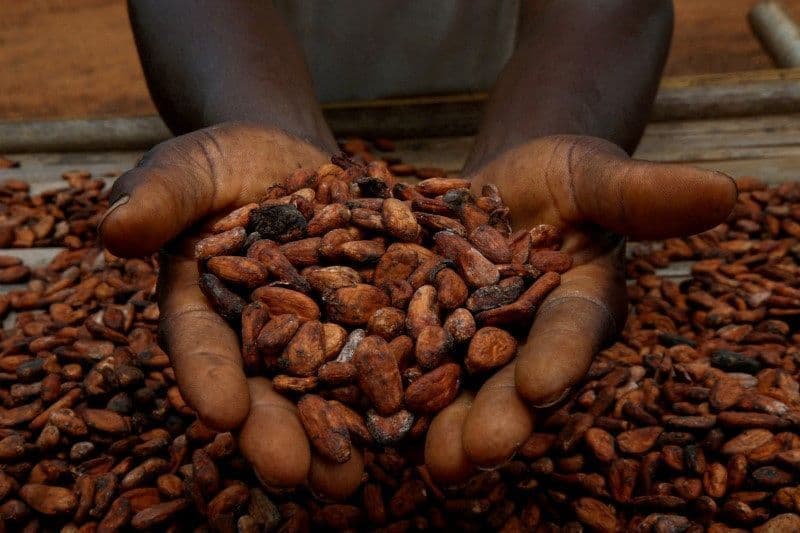 Preços do cacau sobem com El Niño, impactando mercado agrícola