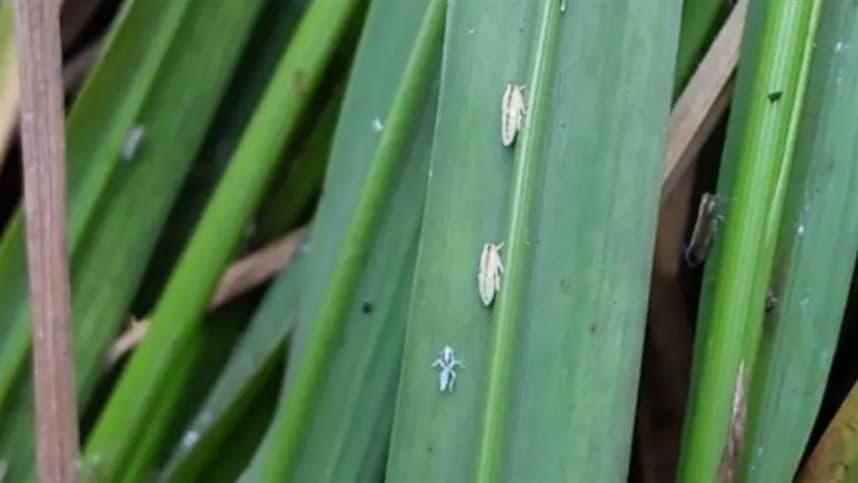 Ameaça da cigarrinha-do-arroz preocupa agricultores
