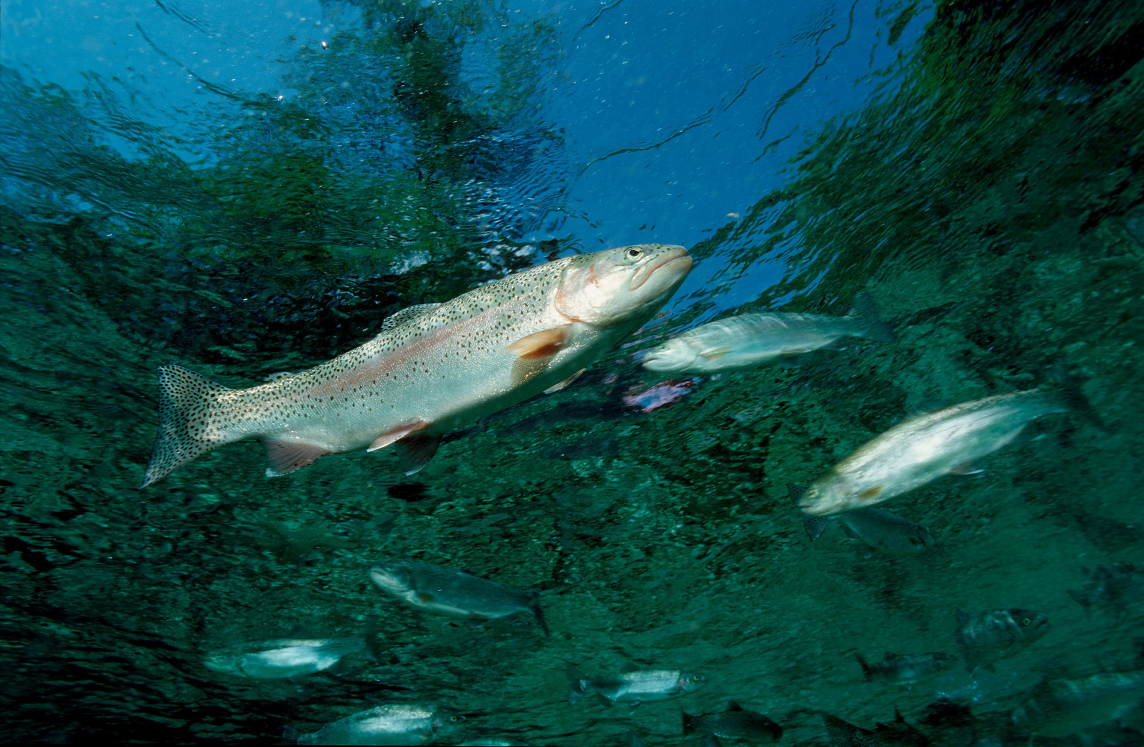 Truta-arco-íris se destaca na aquicultura brasileira
