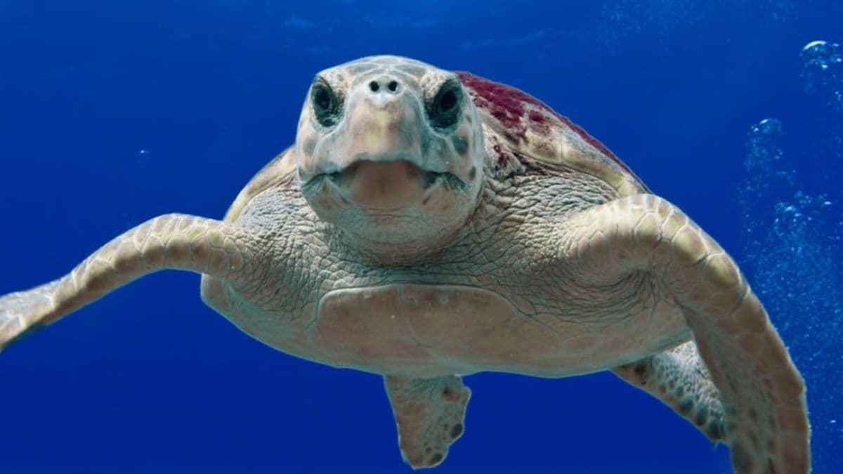 Tartarugas marinhas nadam até 20 km/h; jabutis são lentos