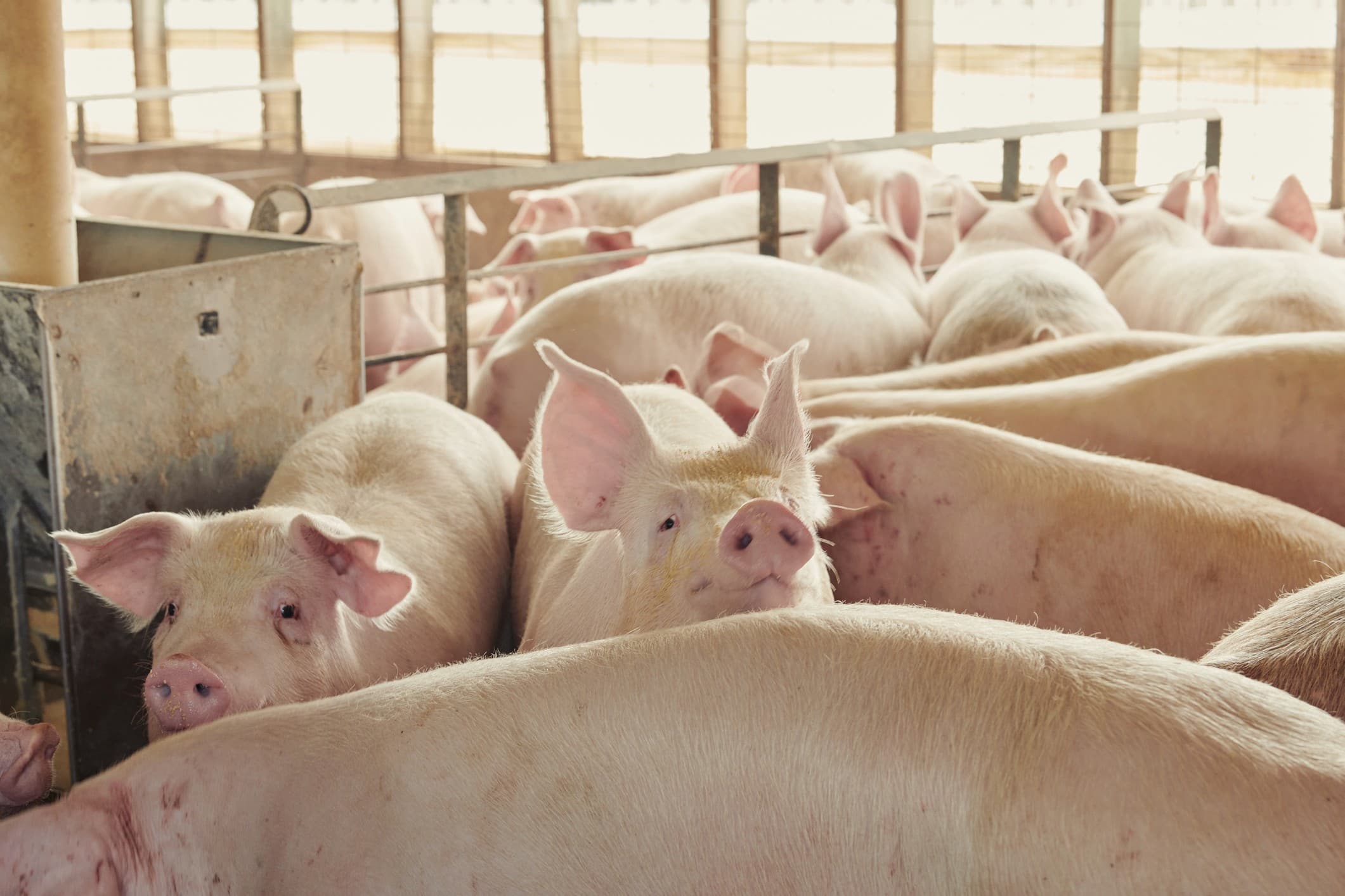 Cargill lança plataforma de saúde animal durante SIAVS 2026
