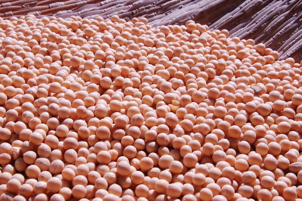 Colheita de soja em Mato Grosso atinge 100% e gera preocupações no milho