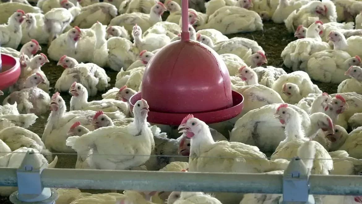 África do Sul restringe importações de aves do Brasil devido a surtos