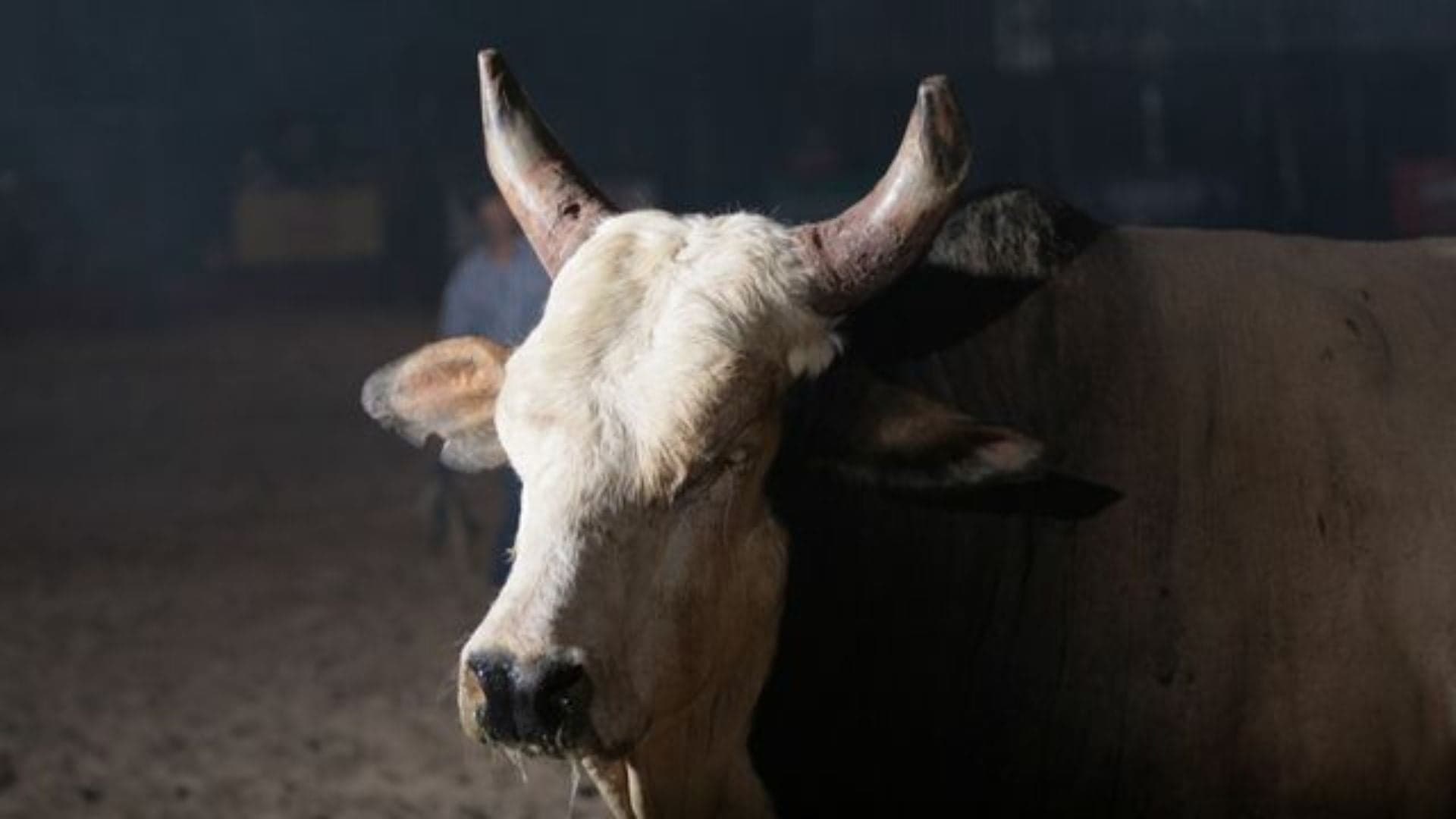 Festa do Peão de Barretos celebra legado do Touro Bandido