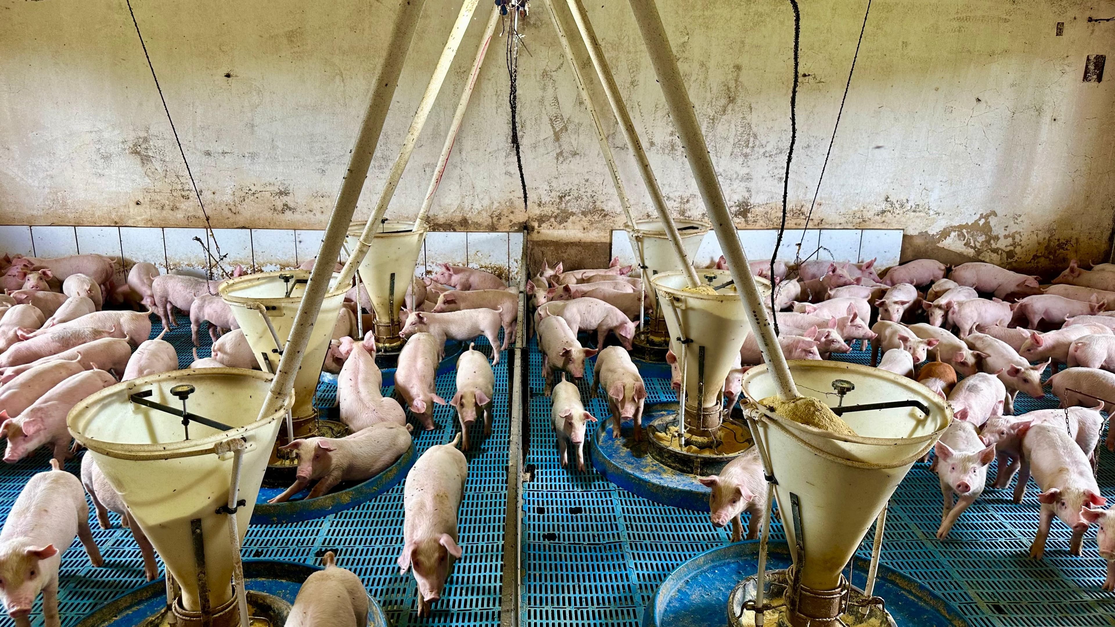 Suinocultura avança em bem-estar animal com nova certificação