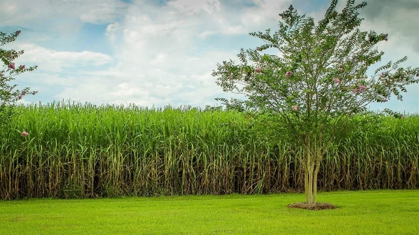 Produção de cana-de-açúcar no Brasil atinge recorde de 571,4 milhões de toneladas