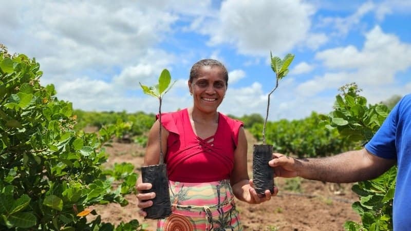 Cultivo de caju se destaca como alternativa no semiárido do Ceará