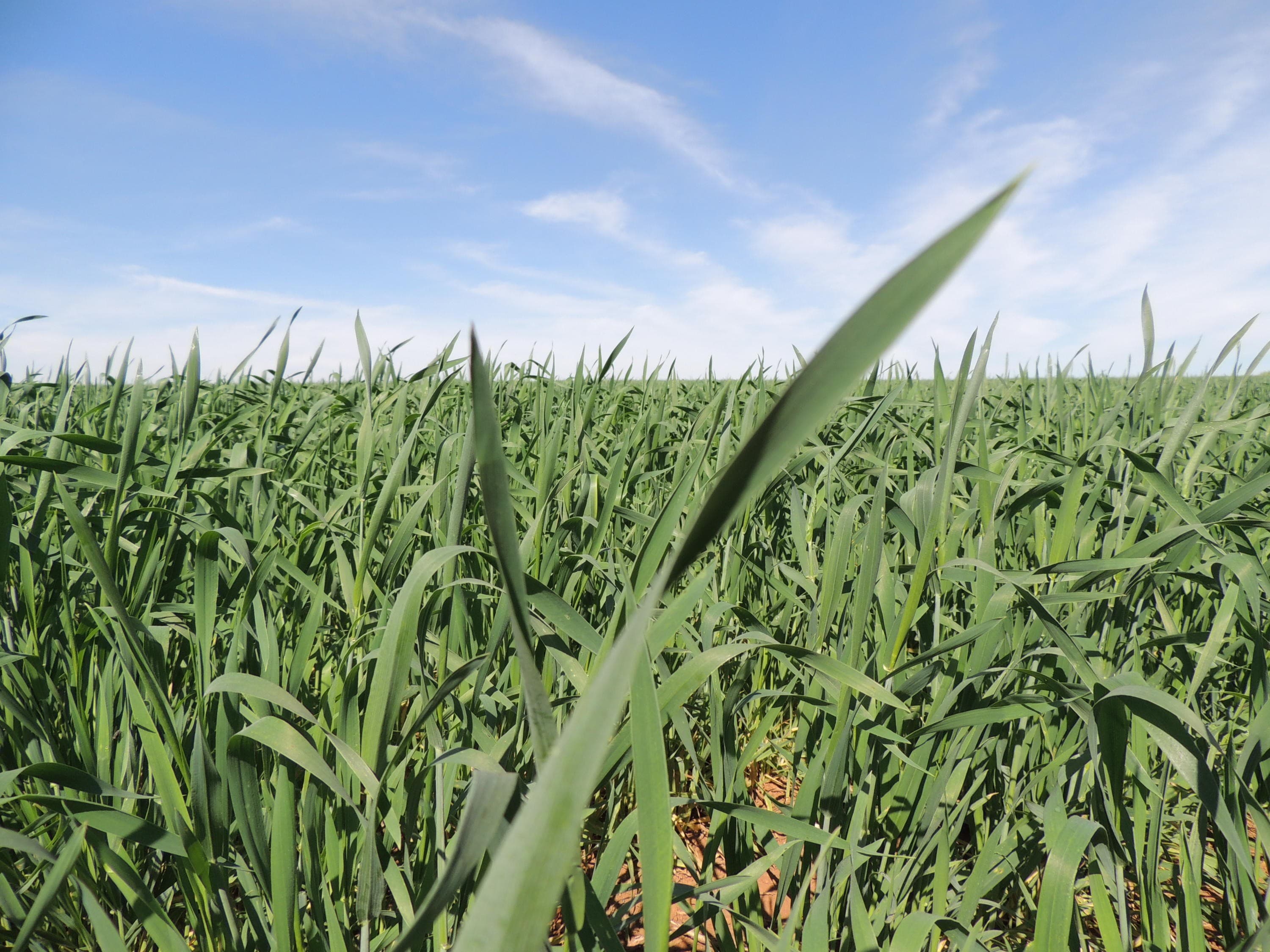 Previsão de chuvas intensas pode afetar cultivo de trigo no Sul