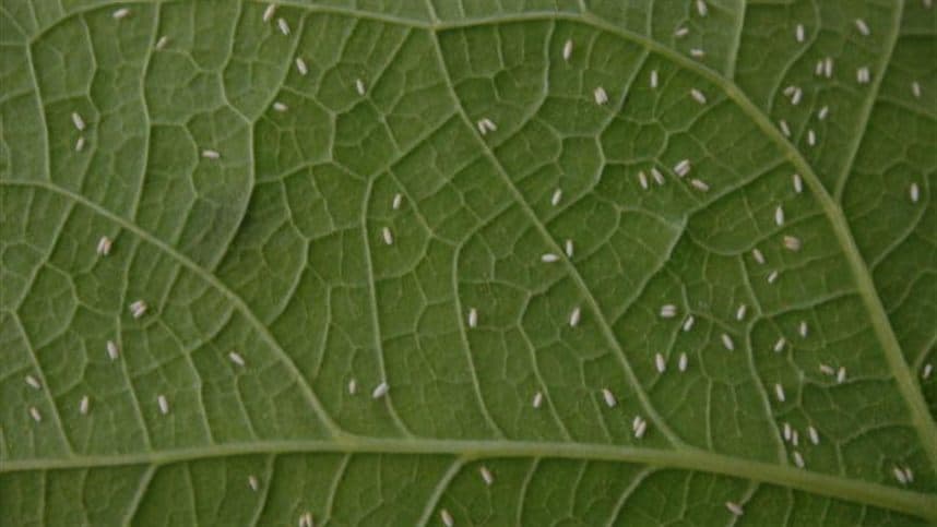 El Niño pode intensificar pressão da mosca-branca na safra 2026/27