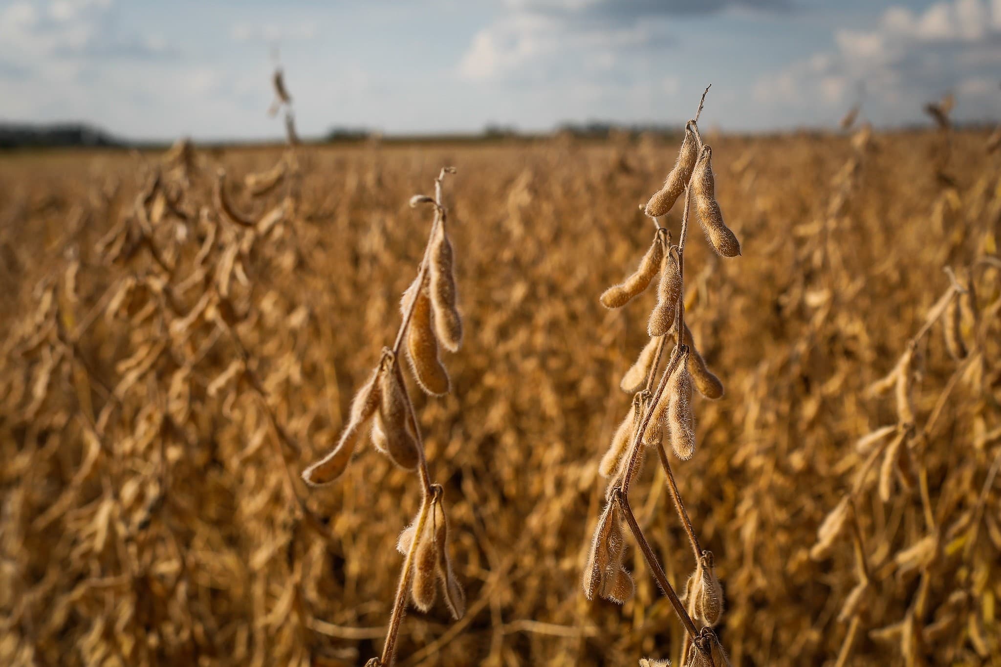 Queda nos preços da soja desencoraja agricultores para nova safra