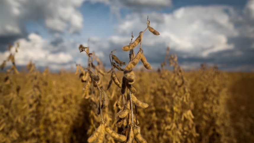 Mercados agrícolas enfrentam queda em trigo, soja e milho