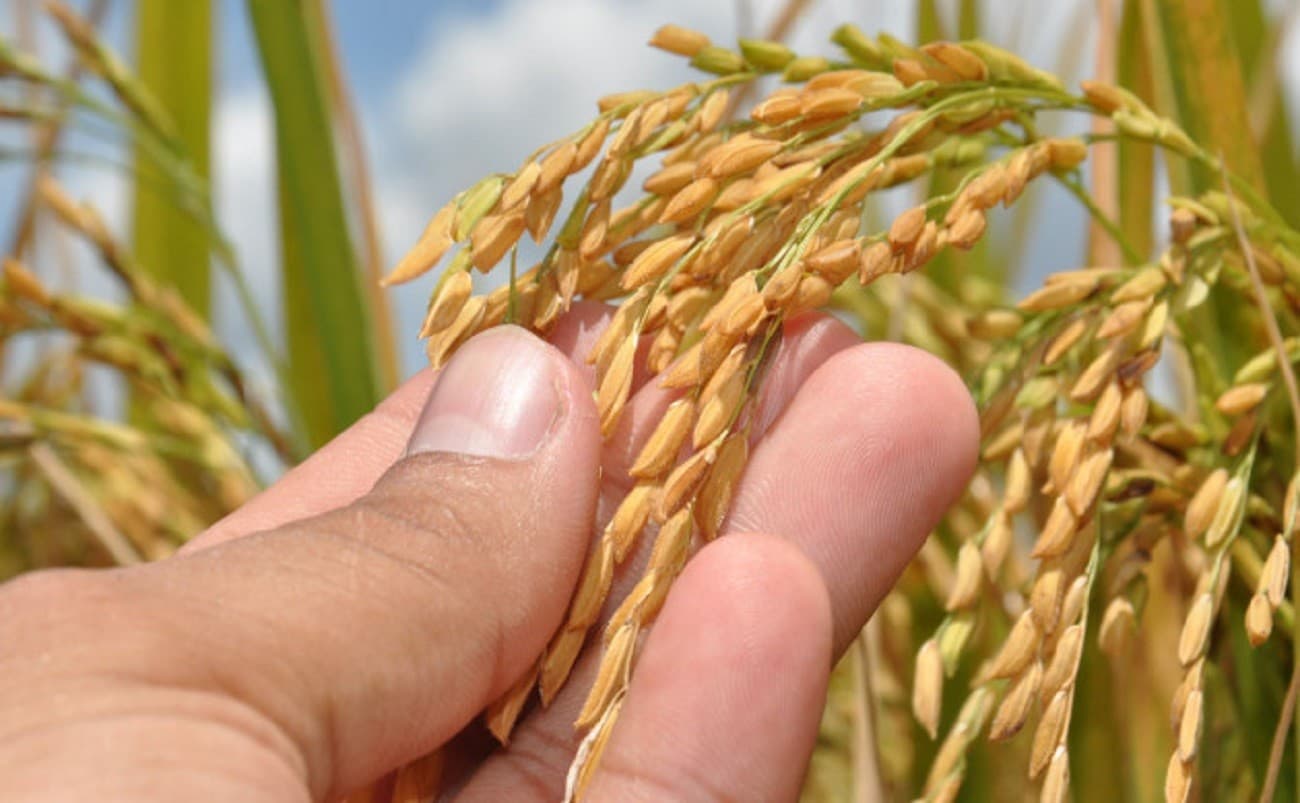 Super El Niño deve elevar inflação dos alimentos em 2027