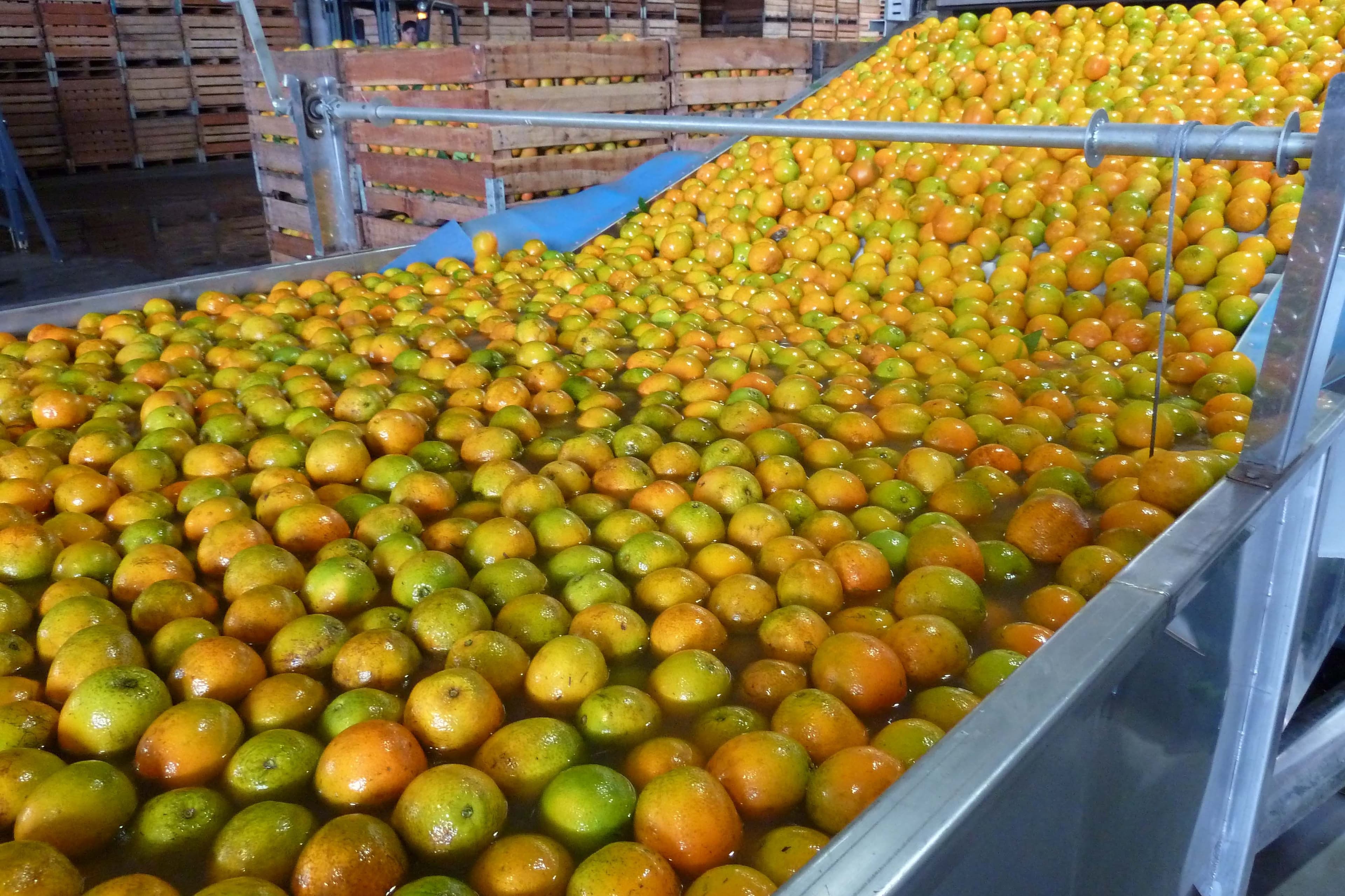 Safra de laranja 2026/27 enfrenta incertezas no mercado